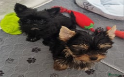 Yorkshire Terrier dogs for sale: Yorkshire Terrier puppies  - Image 25