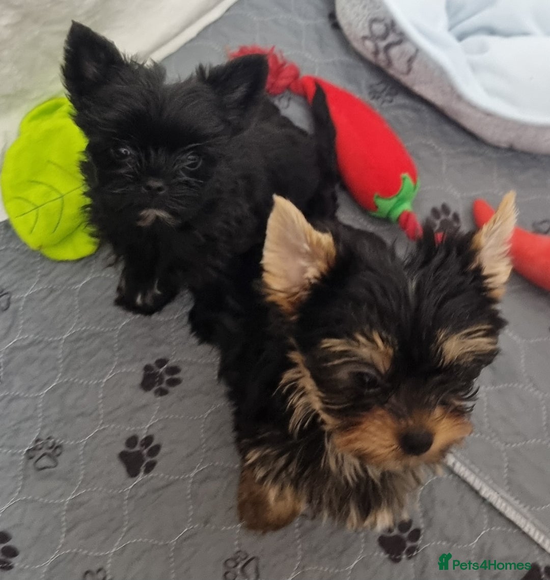 Yorkshire Terrier dogs for sale: Yorkshire Terrier puppies  - Image 25
