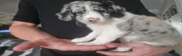 Mixed Breed dogs for sale: 9 week Cockerpoo x Cavapoo puppies Ready to go. - Advert 23