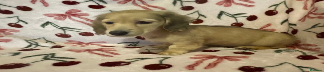 Miniature Dachshund Puppy 3