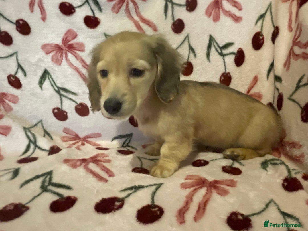 Miniature Dachshund dogs for sale: READY TO GO! Shaded Cream Long Haired Puppies - Image 19