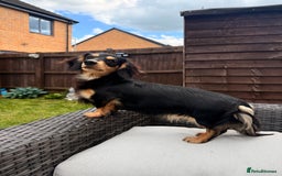 Miniature Dachshund dogs for sale: Beautiful Maï - Image 5