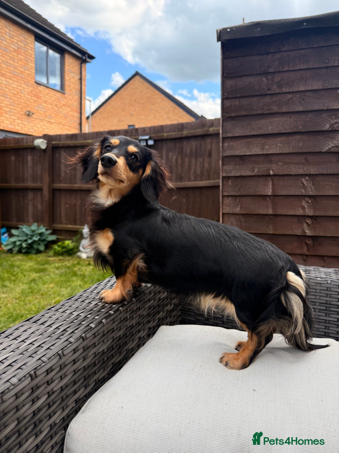 Miniature Dachshund dogs for sale: Beautiful Maï - Image 5