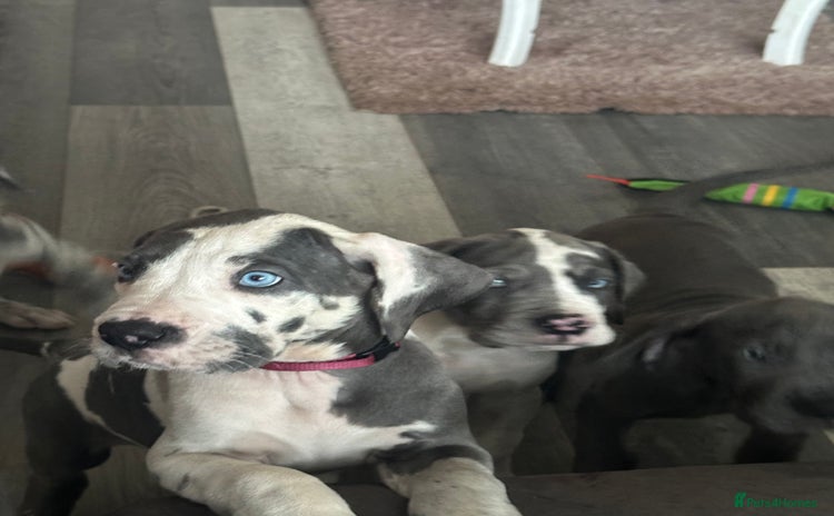 Great Dane dogs - Advert 2