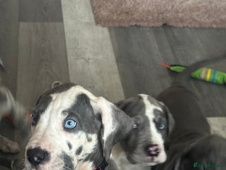 Great Dane dogs - Advert 17