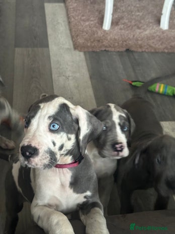 Great Dane dogs - Advert 2