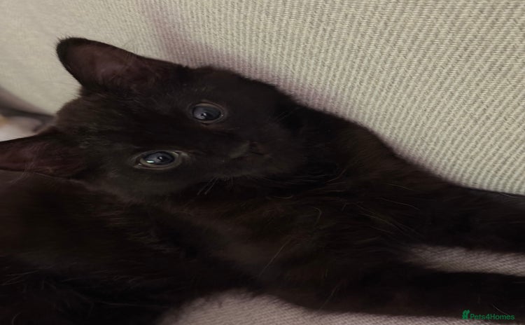 British Longhair cats - Advert 1