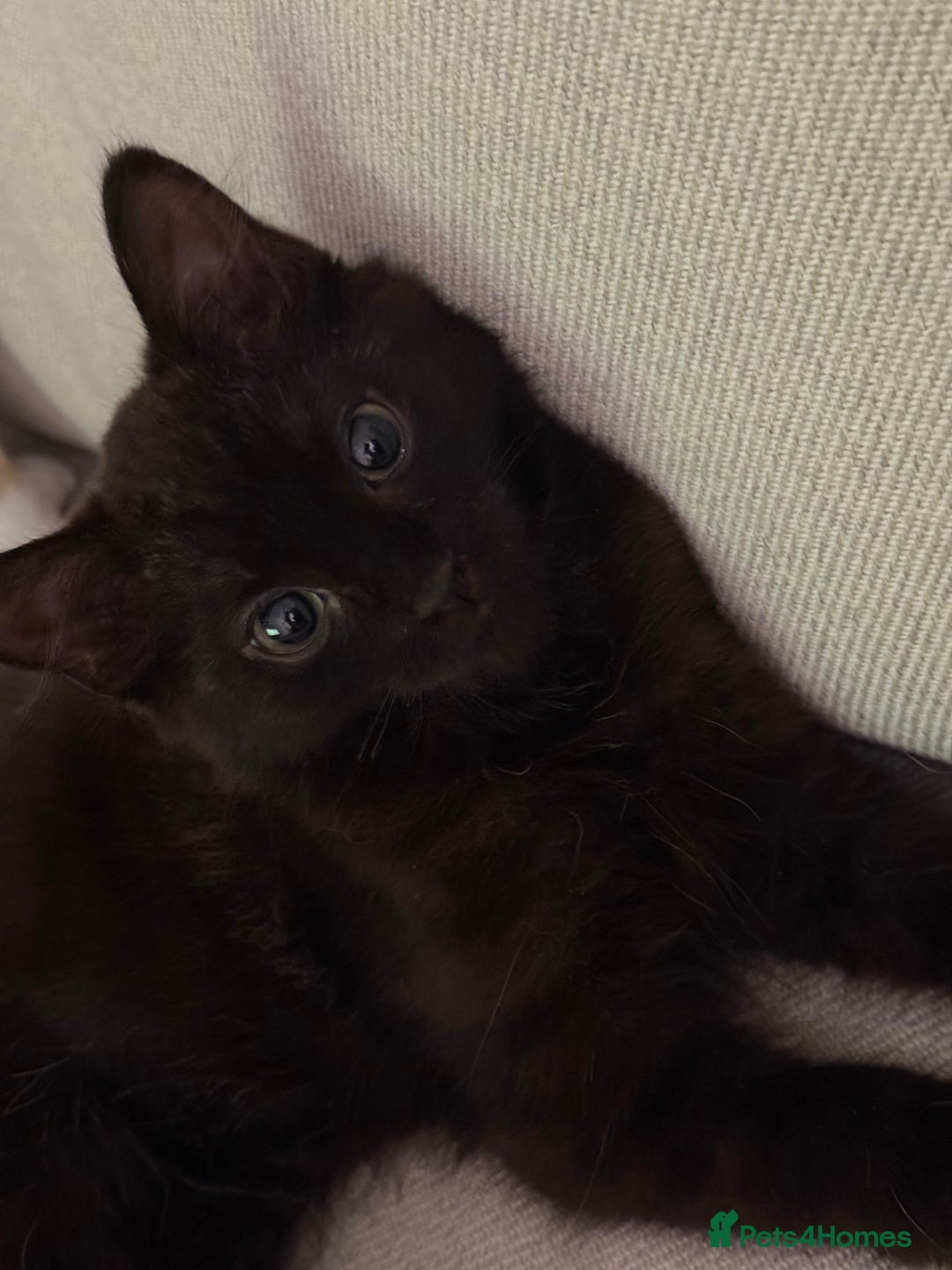 British Longhair cats for sale: Affectionate kitten for sale - Image 1
