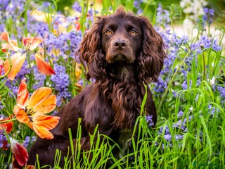 Cocker Spaniel dogs for stud: KC reg Working Cocker Spaniel for Stud in Cambridge - Advert 1