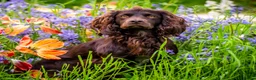 Cocker Spaniel dogs for stud: KC reg Working Cocker Spaniel for Stud in Cambridge - Advert 1
