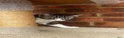Mixed Breed cats for sale: Cute and playful  kittens - Advert 6