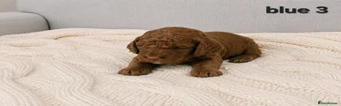 Cockapoo Puppy 2
