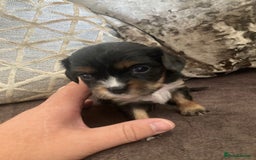Cavachon dogs for sale: Cavalier King Charles x Cavachon - Image 9