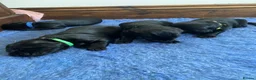 Mixed Breed dogs for sale: Beautiful Golden x Flat coated retriever puppiess - Advert 4
