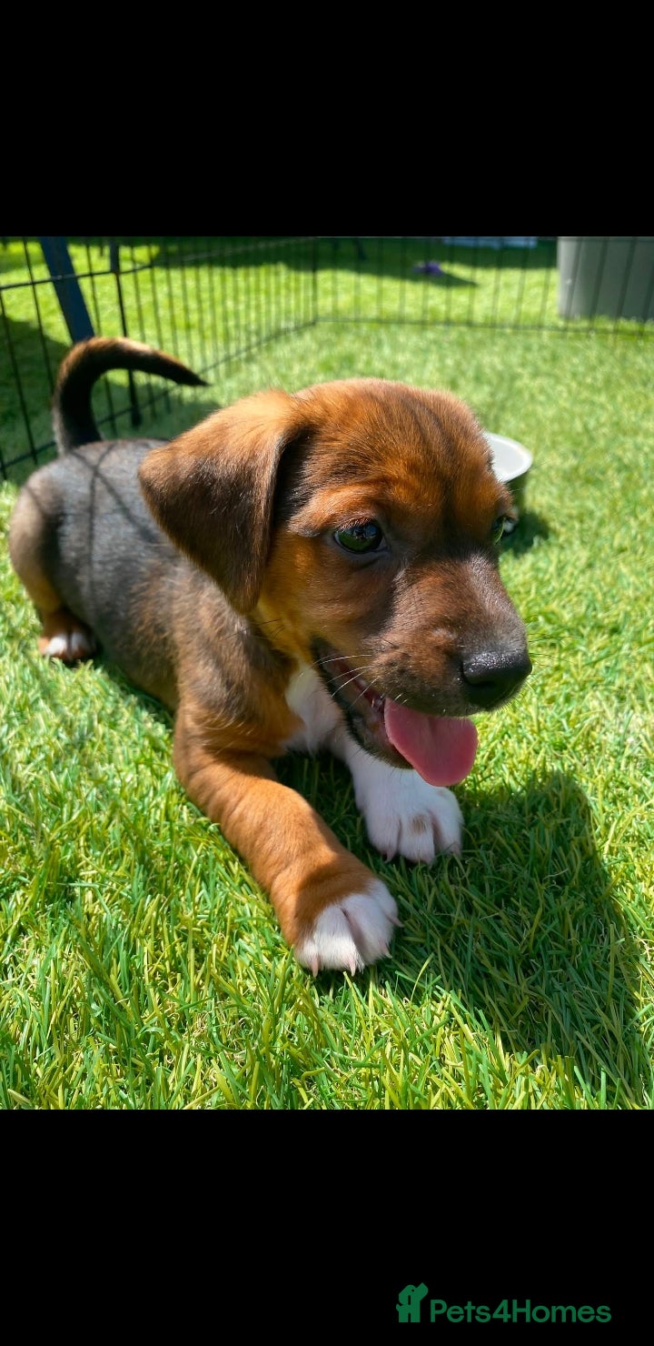 Jack Russell dogs Stunning jack russell puppies  - Advert 2