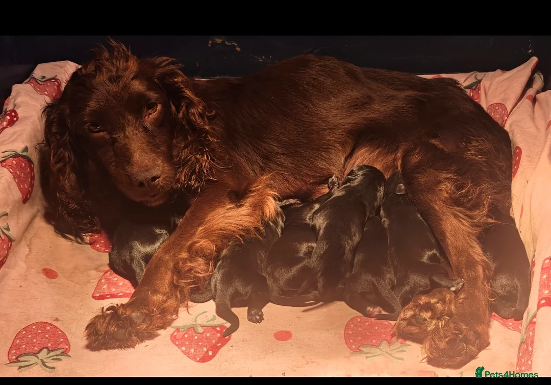 Cocker Spaniel dogs for sale: Cocker spaniel puppies  - Advert 2