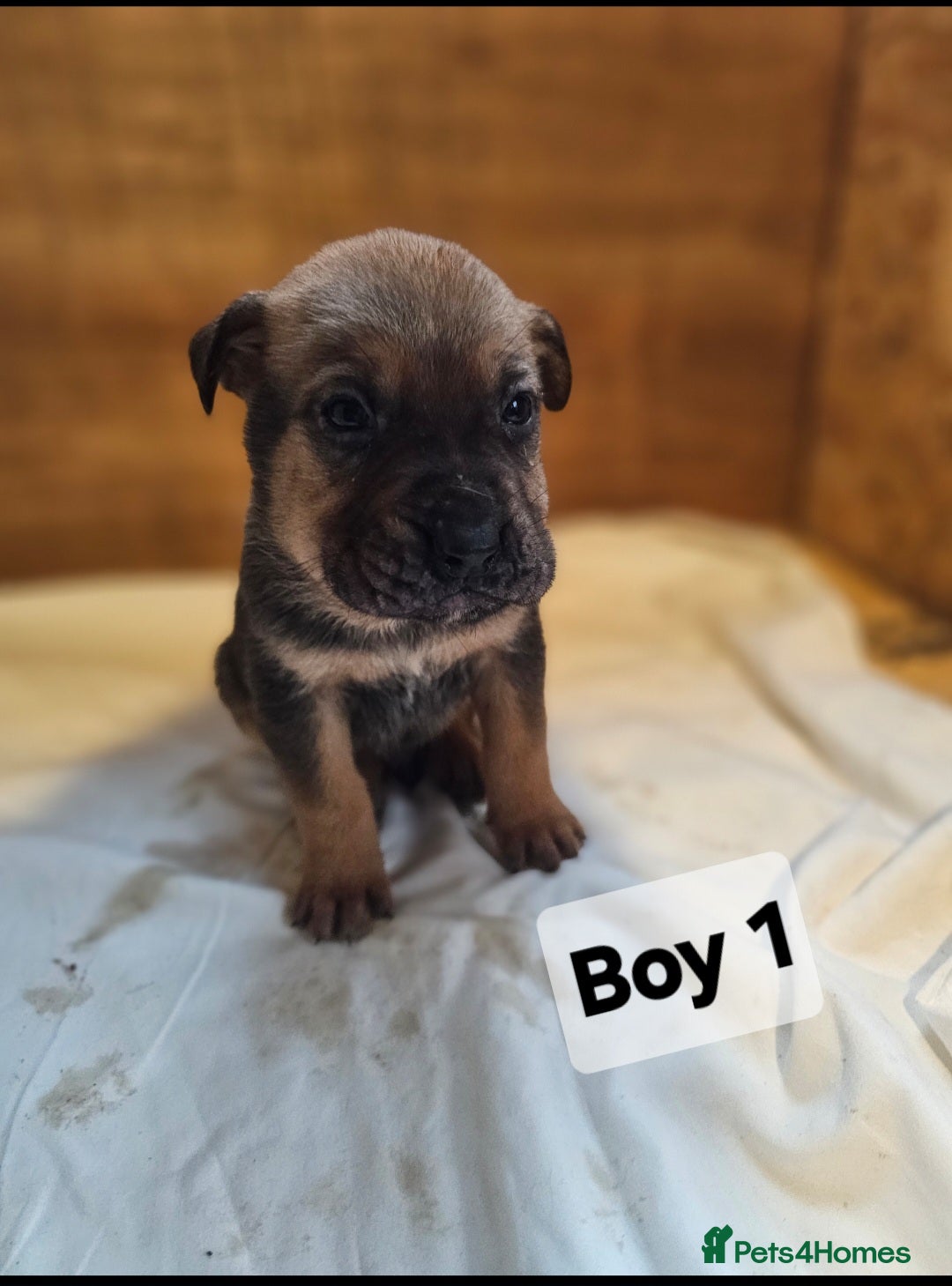 Mixed Breed dogs for sale: German shepard x rottweiler pups - Advert 5