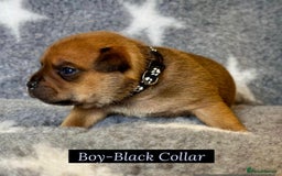 Staffordshire Bull Terrier dogs for sale: Outstanding Vangerbull Red SBT litter!  - Image 10