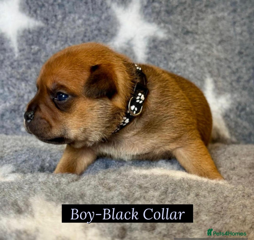 Staffordshire Bull Terrier dogs for sale: Outstanding Vangerbull Red SBT litter!  - Image 10