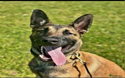 Belgian Shepherd Dog dogs for sale: Belgian mallinos pup - Image 17