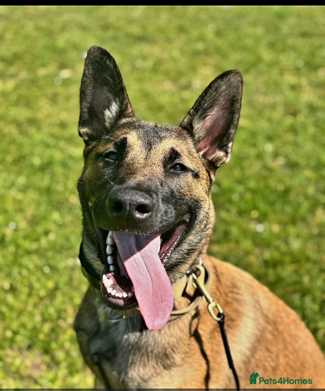 Belgian Shepherd Dog dogs for sale: Belgian mallinos pup - Image 17