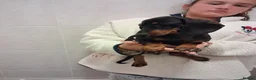 Miniature Dachshund dogs for sale: Beautiful Miniature Dachshund Stuning little pups. - Advert 2