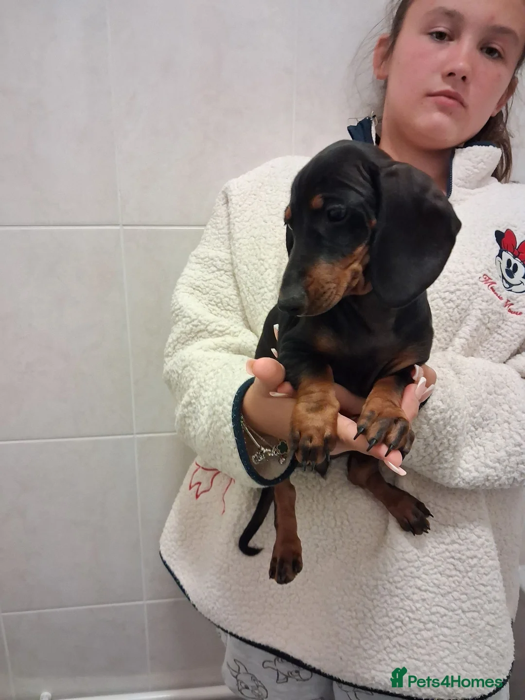 Miniature Dachshund dogs for sale: Beautiful Miniature Dachshund Stuning little pups. - Advert 2
