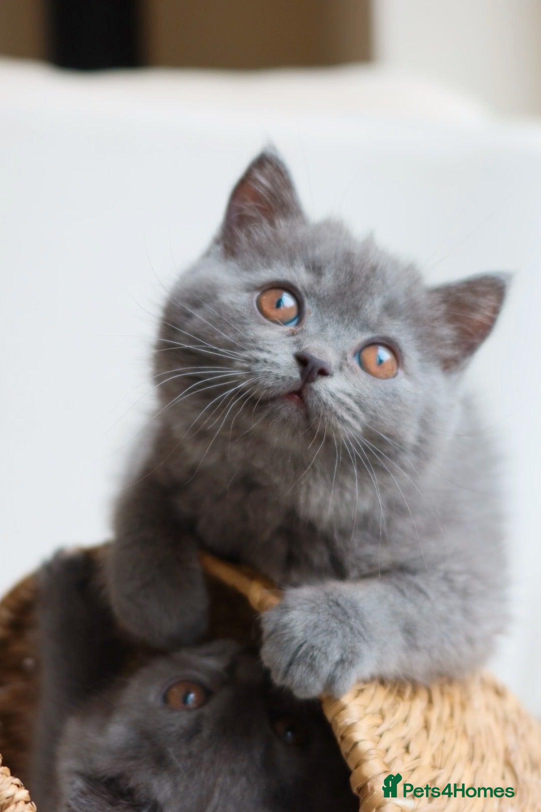 British Shorthair cats Ready now British Shorthair Blue kittens  - Advert 1