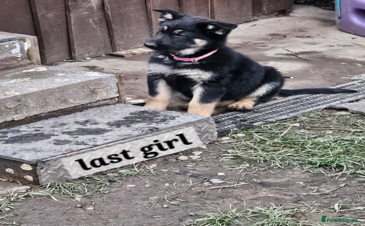 German Shepherd dogs Working line germanshepherds  - Advert 4