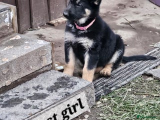 German Shepherd dogs Working line germanshepherds - Advert 5