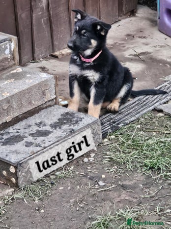 German Shepherd dogs Working line germanshepherds - Advert 4