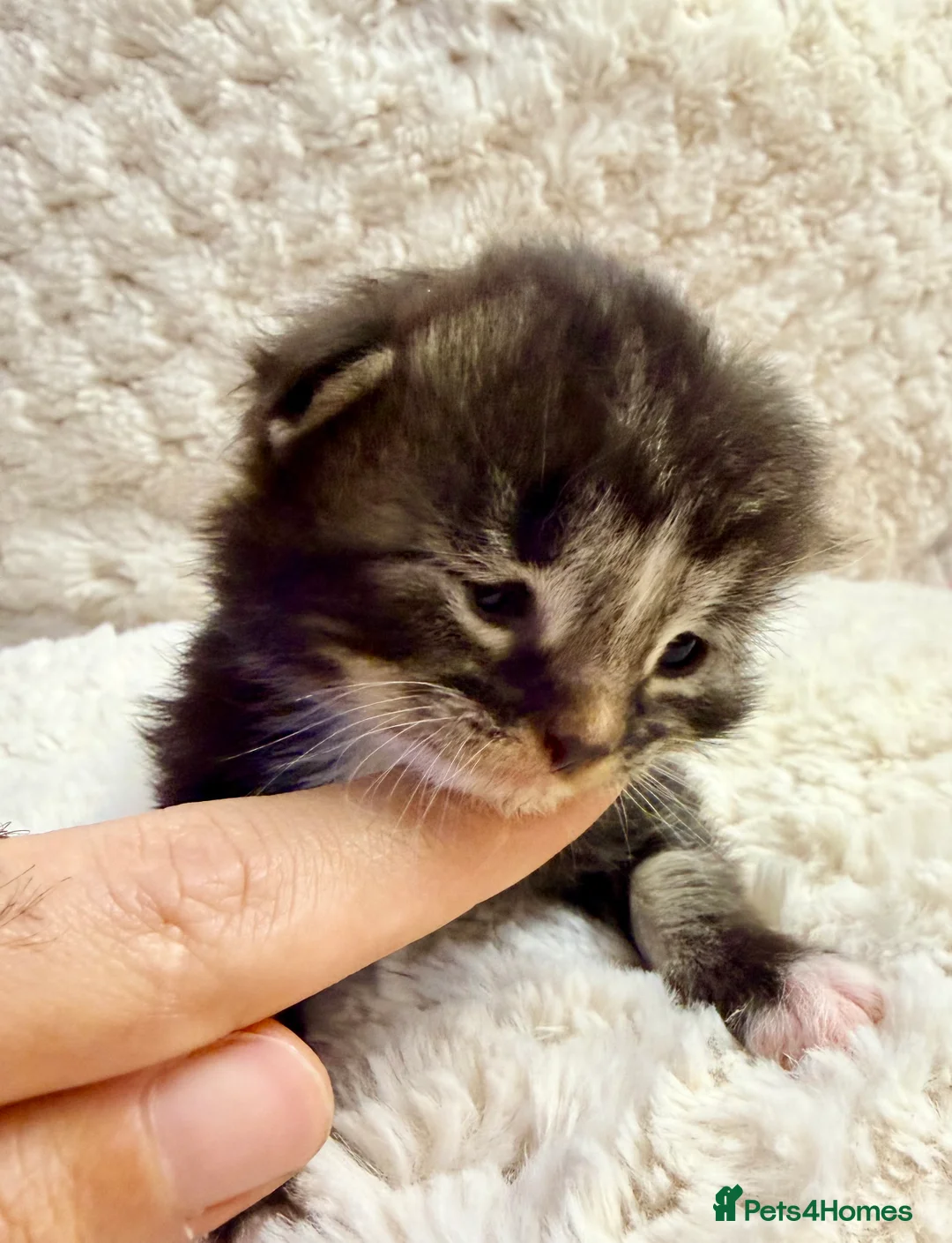 Siberian cats for sale: ✨ Stunning Siberian Neva Masquerade Kittens ✨ - Advert 7