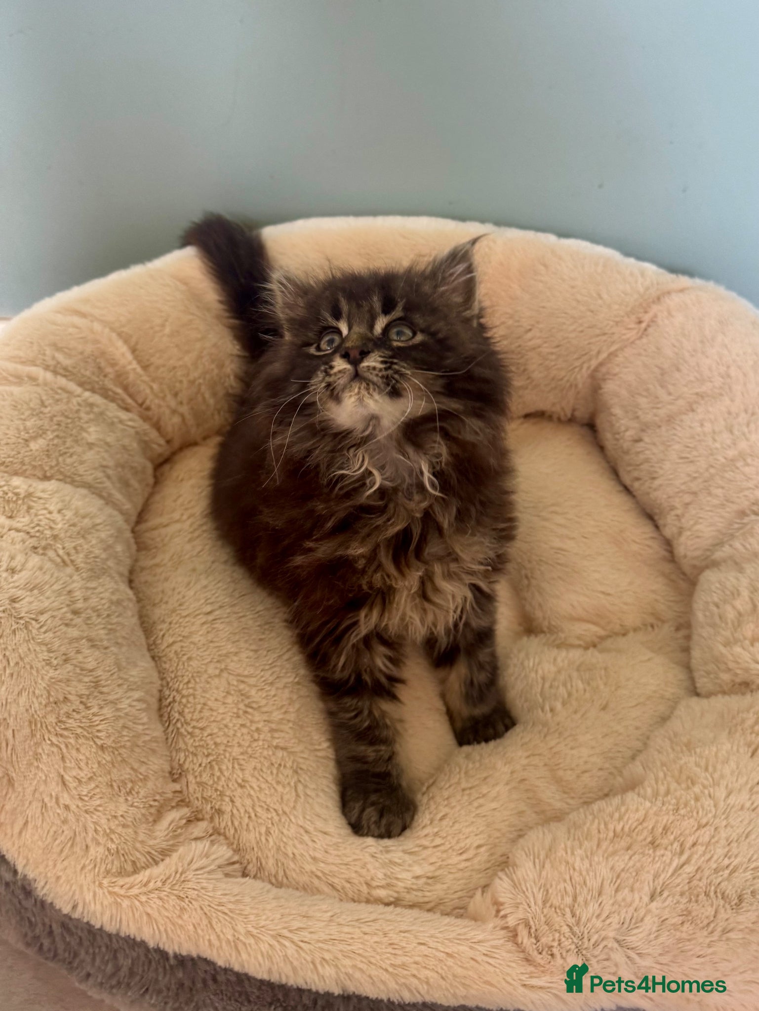 Maine Coon cats for sale: Pedigree Maine Coon Male Kitten in Newtownards - Advert 7