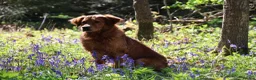 Golden Retriever dogs for stud: STUNNING NORWEGIAN IMP GOLDEN RETRIEVER FOR STUD  - Advert 3