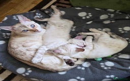 Bengal cats for sale: SNOW LYNX BENGAL KITTENS  - Image 1