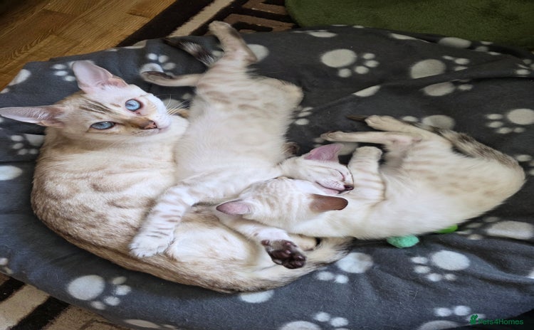 Bengal cats - Advert 4