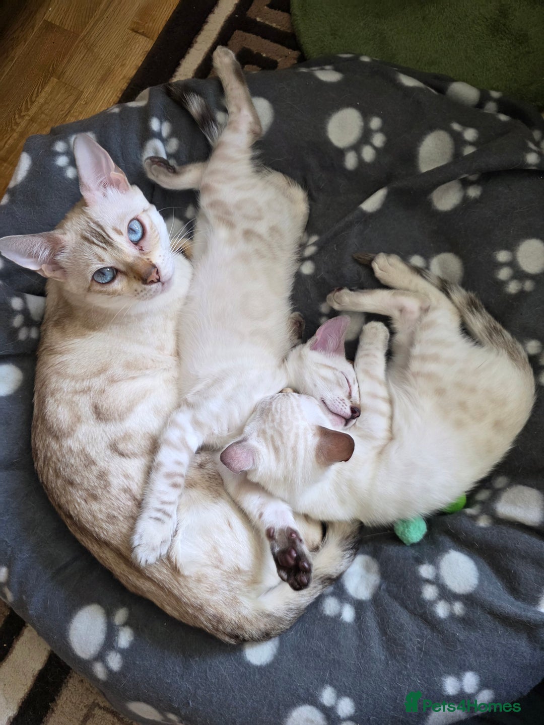 Bengal cats for sale: SNOW LYNX BENGAL KITTENS  - Image 1