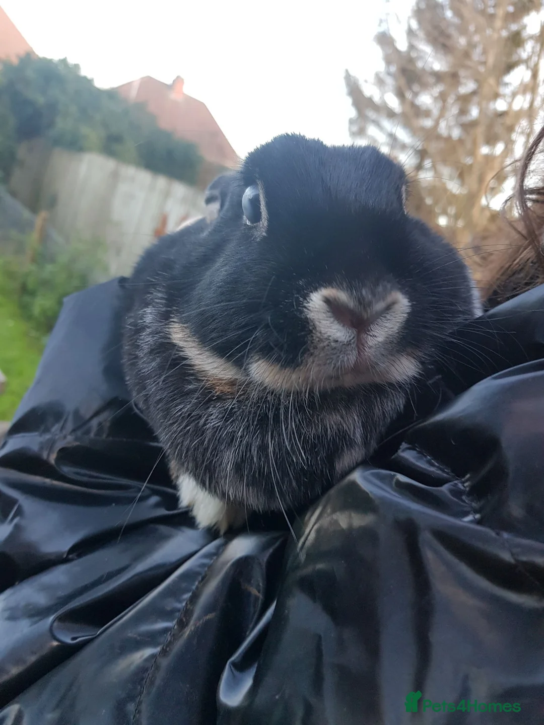 Mixed Breed rabbits for sale: 3 female rabbits with hutch in Devizes - Advert 6