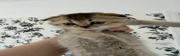 Scottish Fold cats for sale: Scottish Fold x British  - Advert 7
