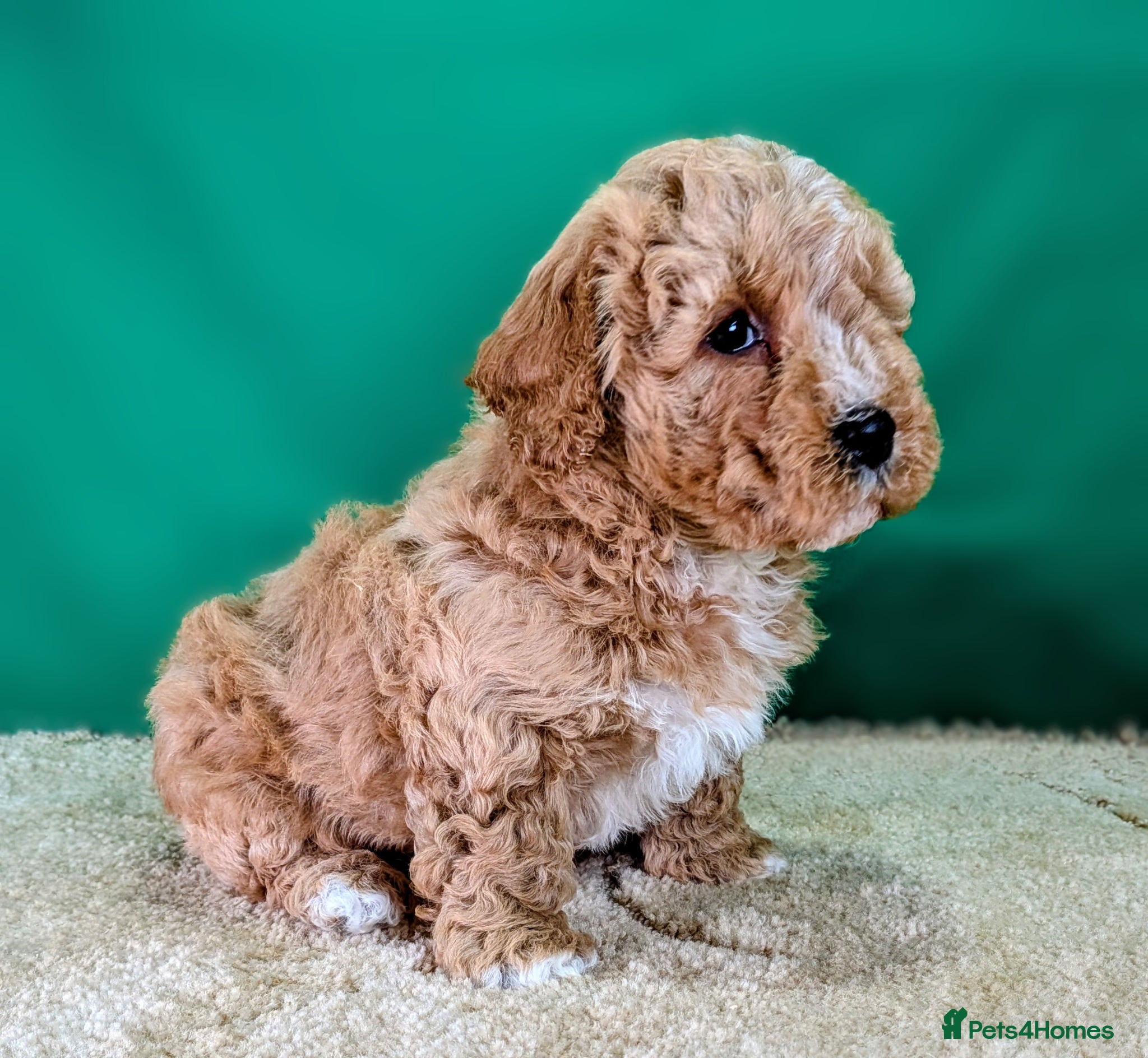 Cavachon dogs 🐾 3 Little Gentlemen Seeking Their Forever Sofas! - Advert 4