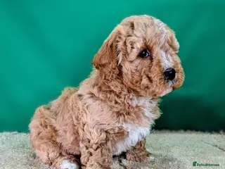 Cavachon dogs 🐾 3 Little Gentlemen Seeking Their Forever Sofas! - Advert 4