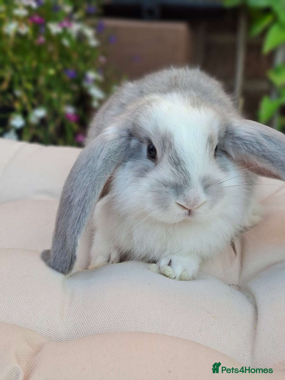 French Lop rabbits for sale: Pure bred french lop babies - Image 11