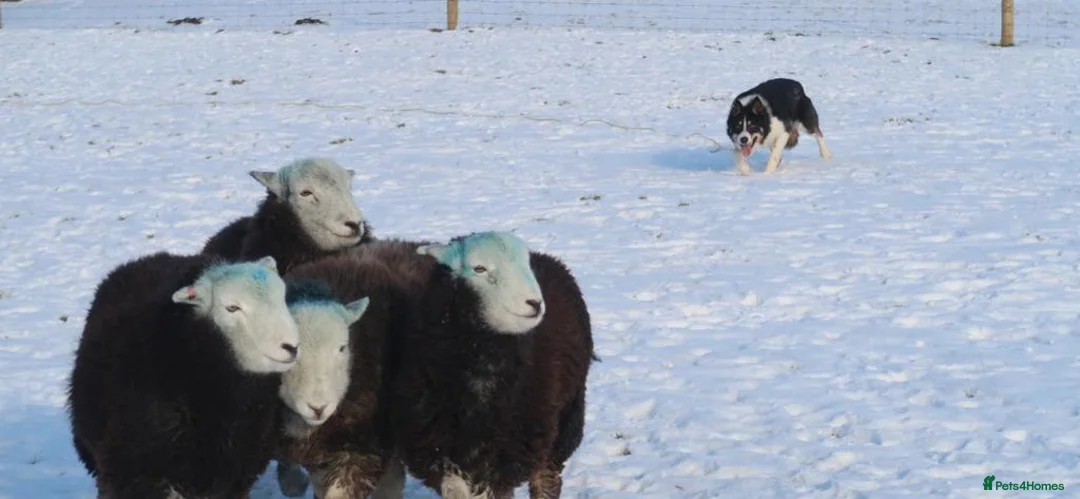 Border Collie dogs for stud: ISDS & KC, well proven, health tested clear stud in Darlington - Advert 6