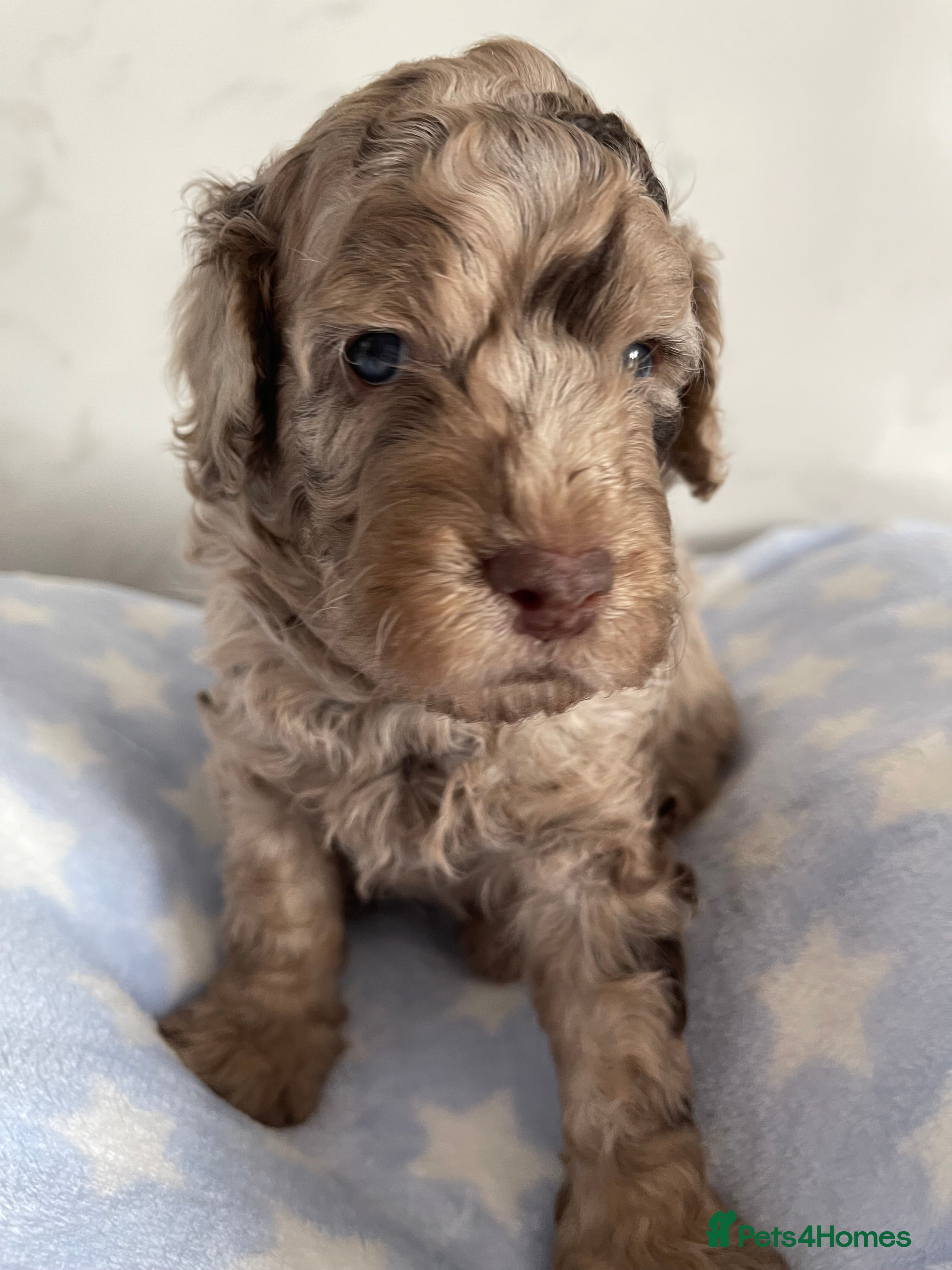 Cockapoo dogs Fully DNA tested cockapoo puppies (1girl/1boy) - Advert 1
