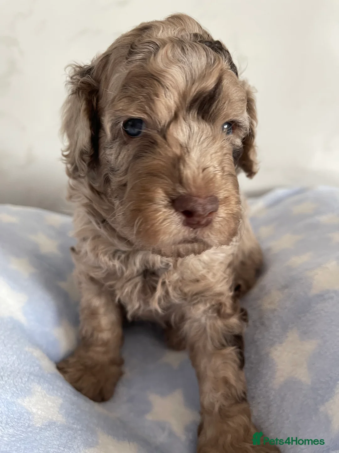 Cockapoo dogs for sale: Fully DNA tested cockapoo puppies (1girl/1boy) - Advert 1