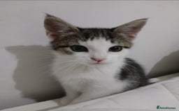 Domestic Shorthair cats for sale: Cute Domestic short hair Kitten, 5 Months Old  - Image 3