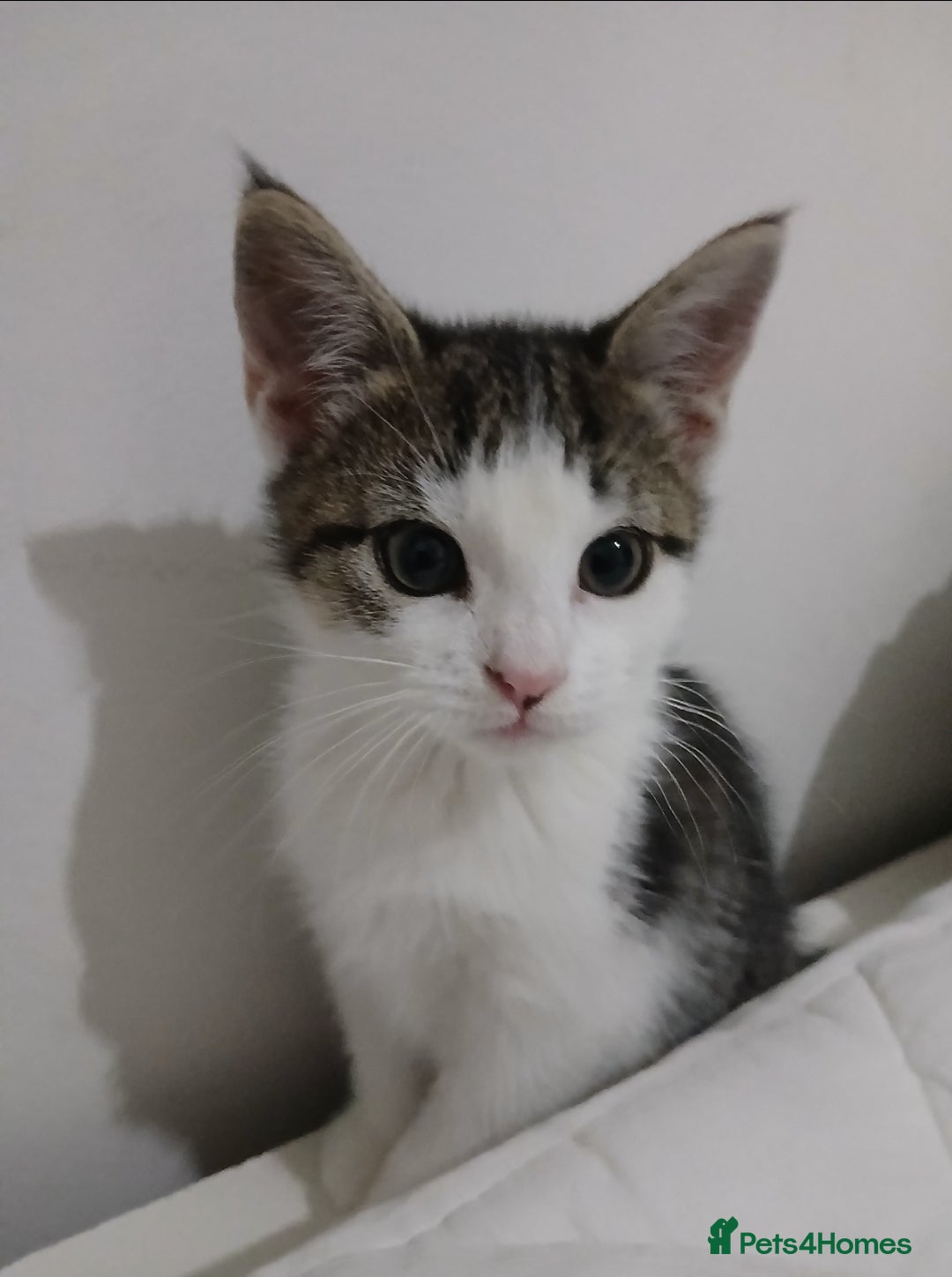 Domestic Shorthair cats for sale: Cute Domestic short hair Kitten, 5 Months Old  - Image 3