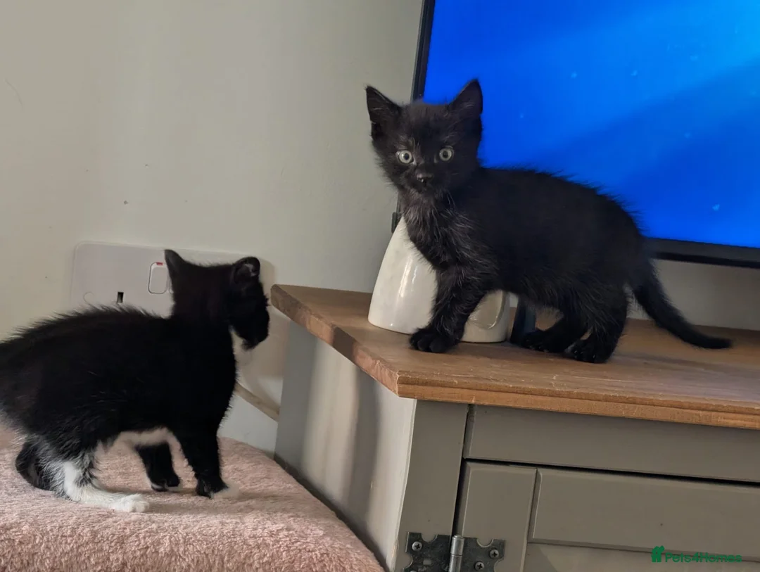 Mixed Breed cats for sale: Russian blue cross - Advert 2
