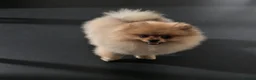 Pomeranian dogs for sale:  Pomeranian Teddy Face Russian  - Advert 3