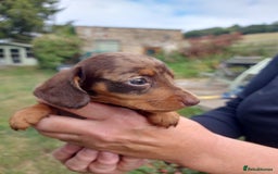 Miniature Dachshund dogs for sale: Beautiful litter of 6 true to type miniature pups. - Image 20